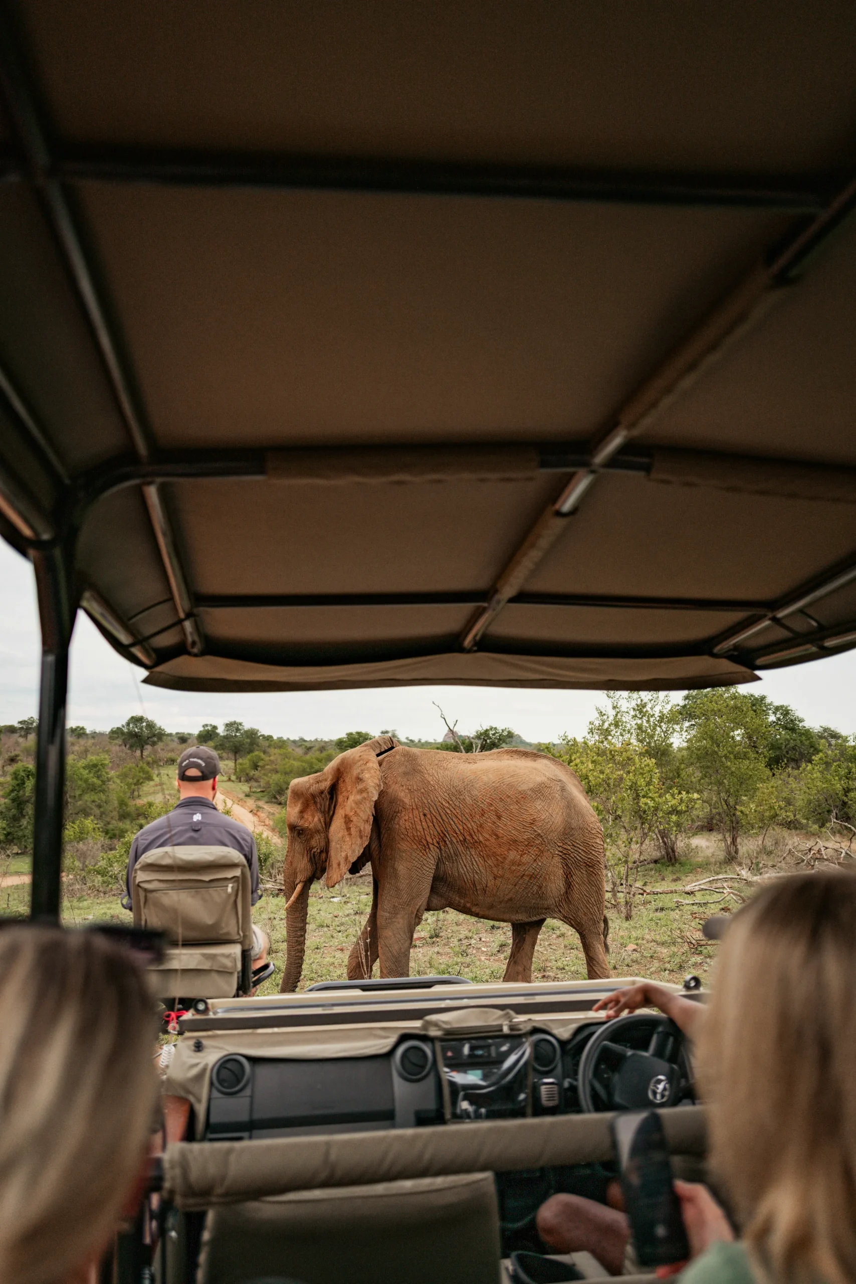 african elephant encounter on a safari game drive scaled