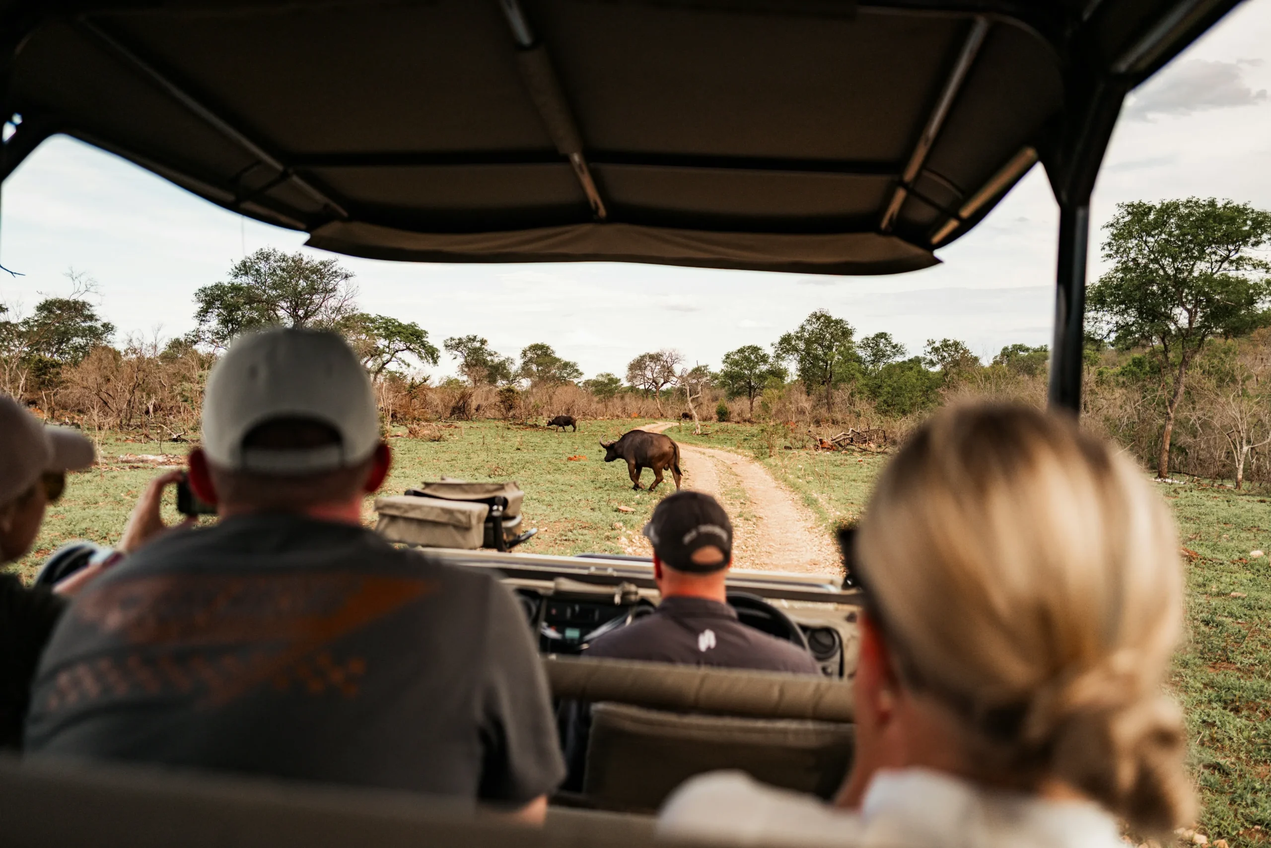 african safari game drive encounter with cape buffalo scaled