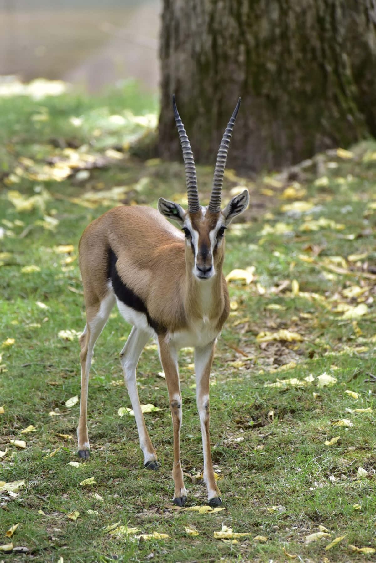 gazelle standing in nature jpg 2h5cw21xzf92nsb0
