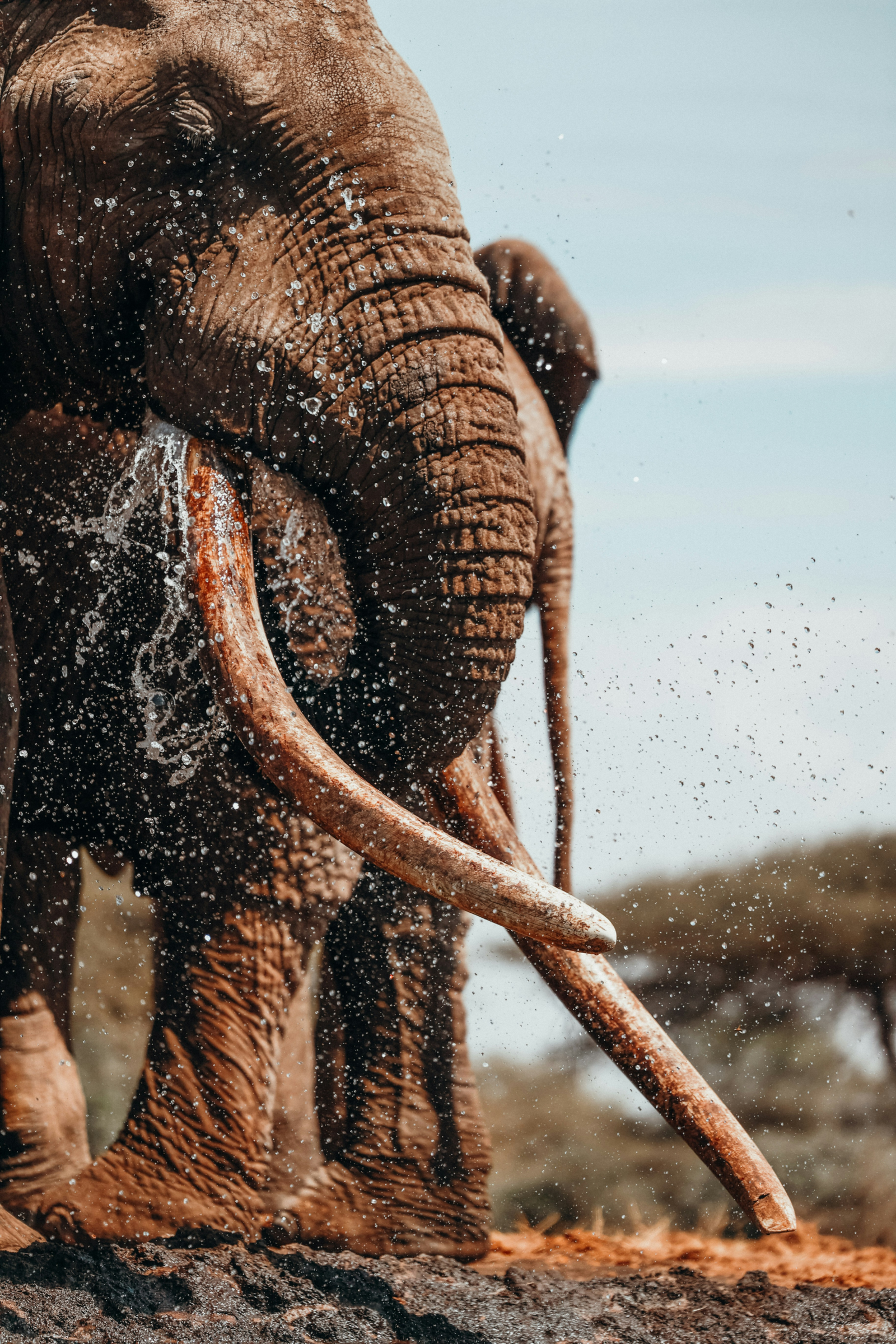 majestic elephant spraying water in the wild scaled