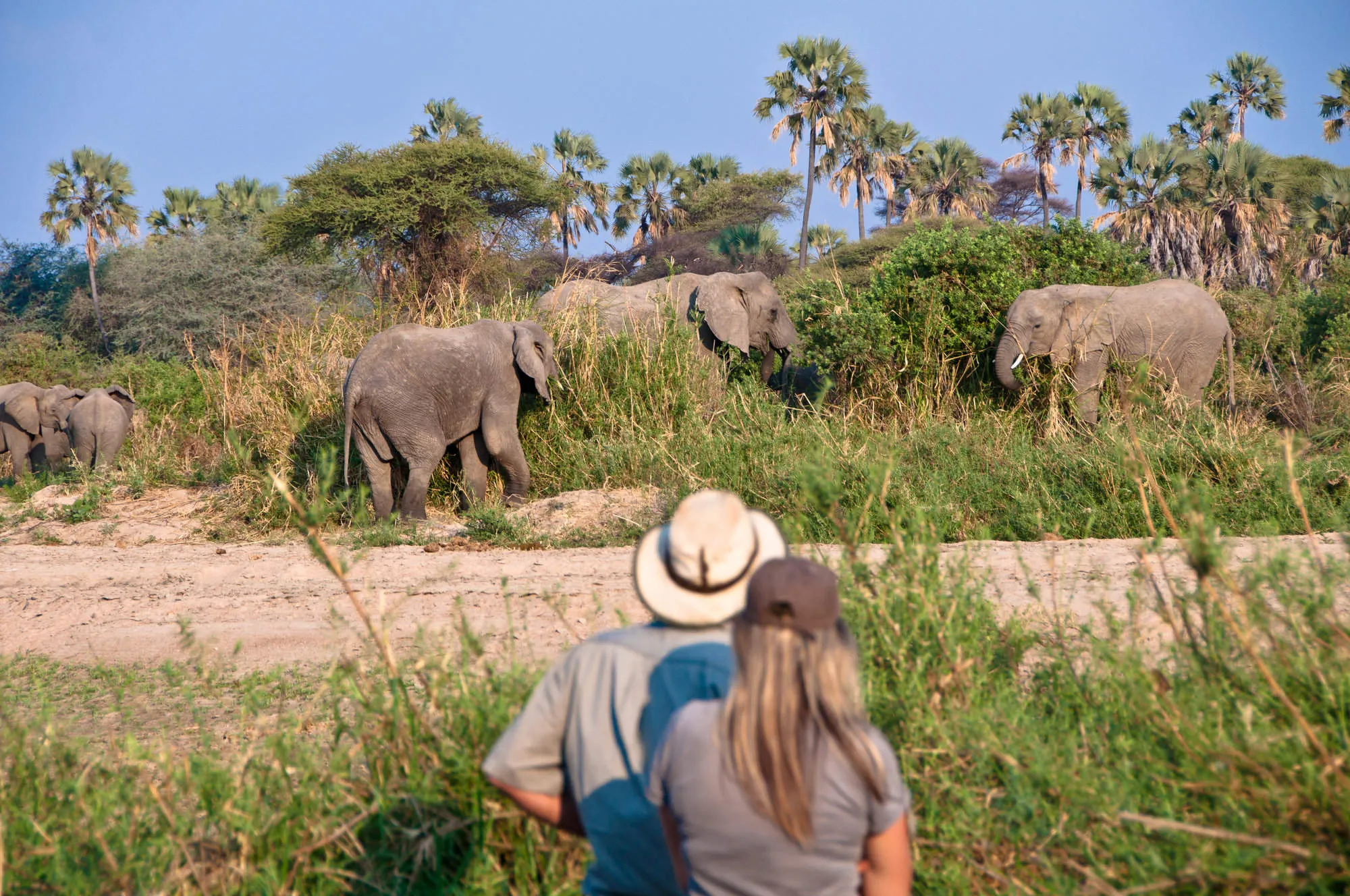Two tourists watching a group of elephants grazing in the African savanna with palm trees.