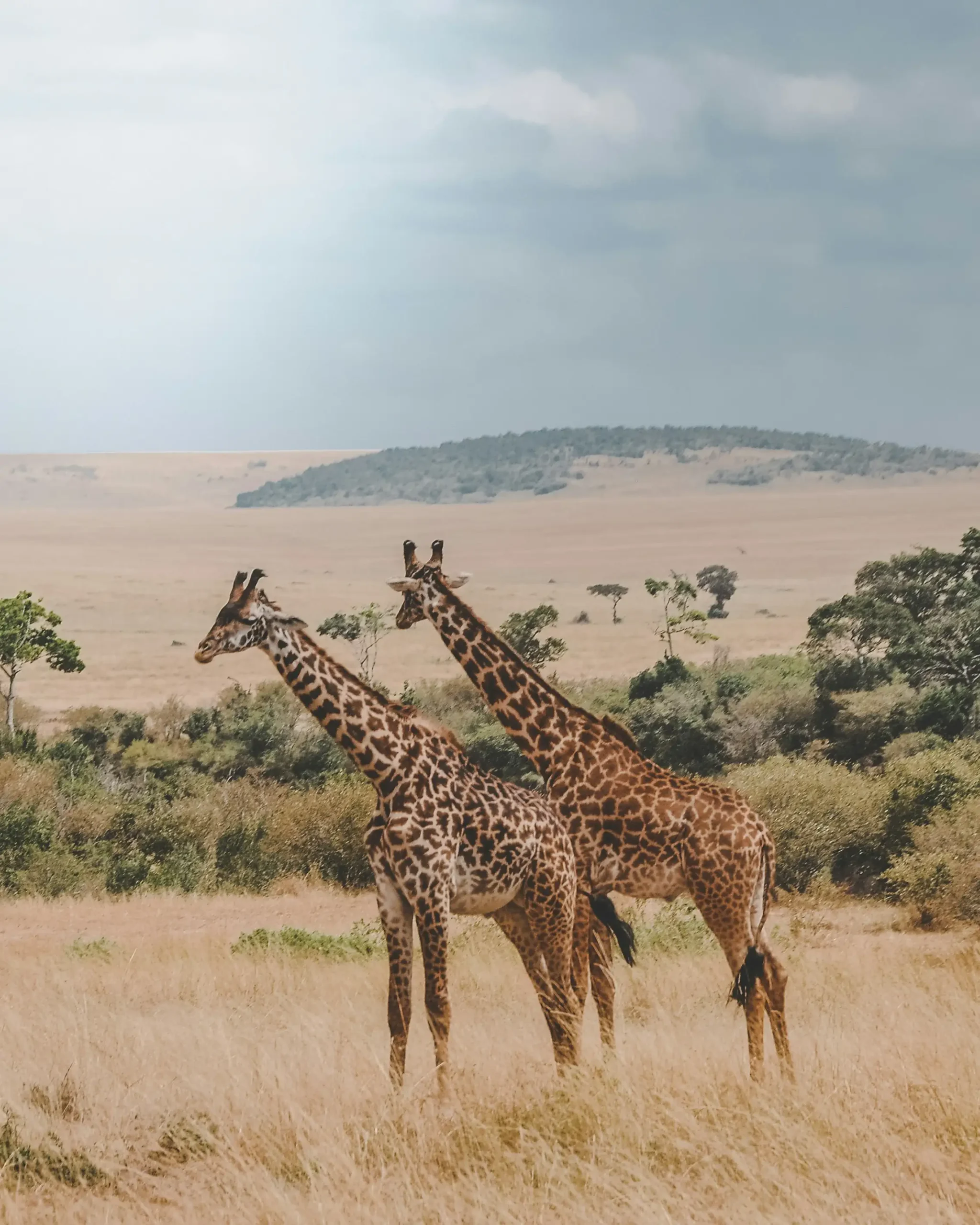 two masai giraffes in the african savanna landscape scaled