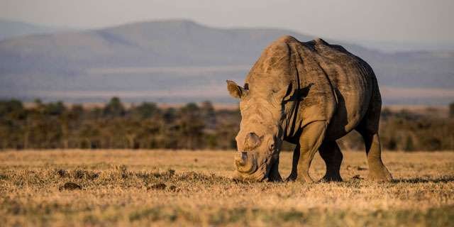 Southern-white-rhinos